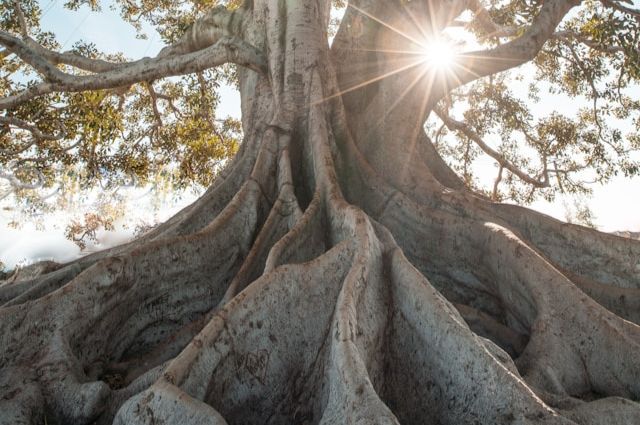 Ganzheitliche Unterstützung mit den MEVOLYS